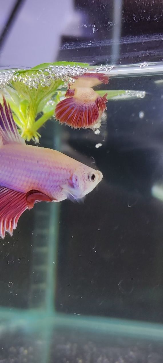 Betta Rooster Halfmoon Peony Spawn - My, Humor, Aquarium, Aquarium, Aquarium fish, Betta splendens, Cockerel fish, Breeding, Longpost, 