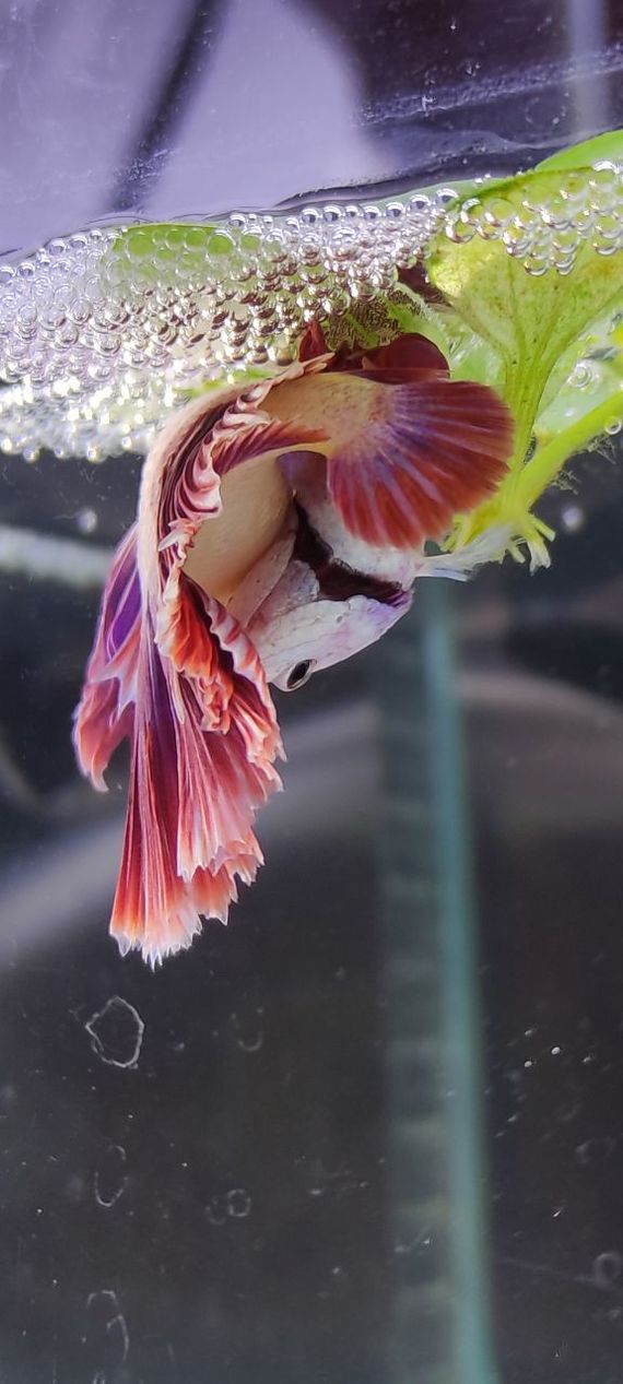 Betta Rooster Halfmoon Peony Spawn - My, Humor, Aquarium, Aquarium, Aquarium fish, Betta splendens, Cockerel fish, Breeding, Longpost, 