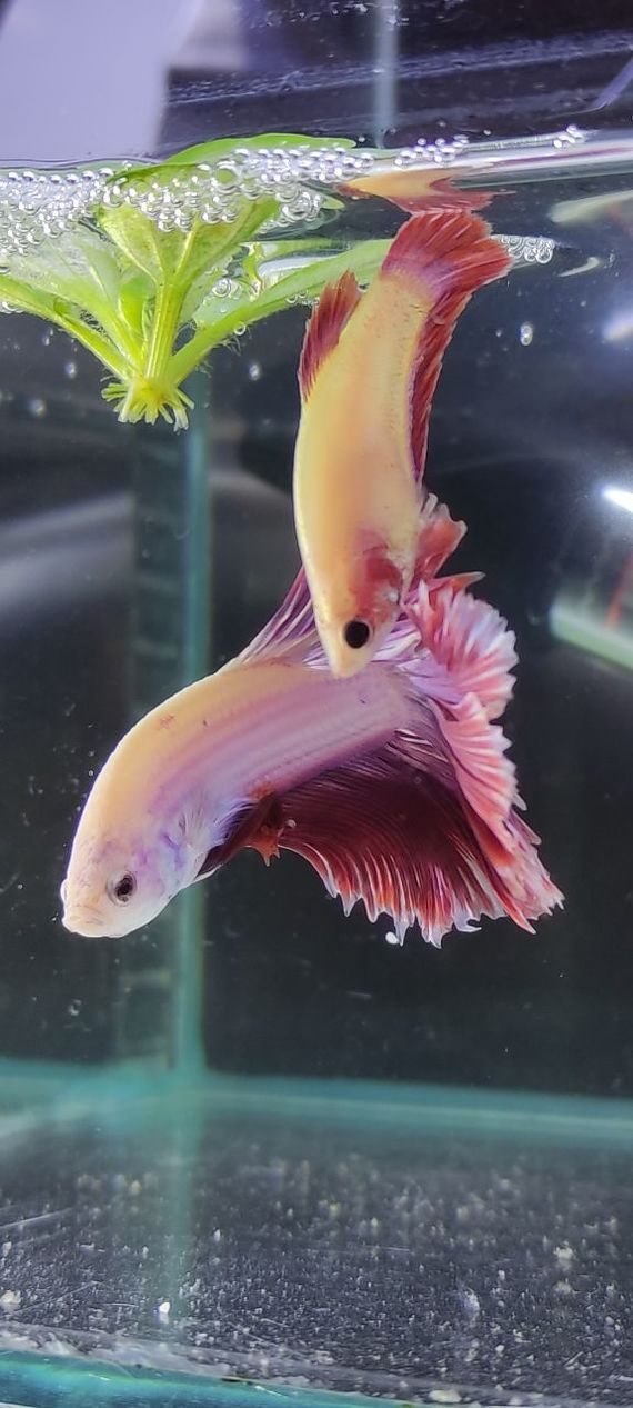 Breeding Betta splendens Petushkov - My, Humor, Aquarium, Aquarium, Aquarium fish, Betta splendens, Cockerel fish, Breeding, Longpost, 