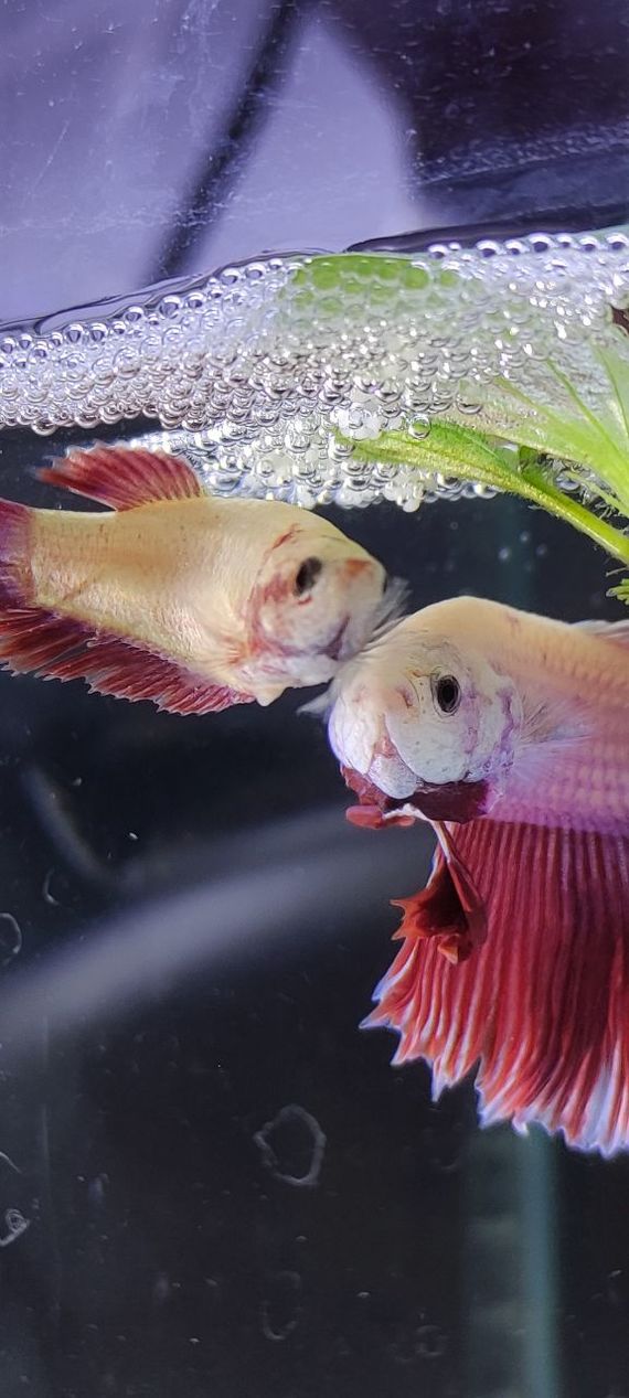 Betta Rooster Halfmoon Peony Spawn - My, Humor, Aquarium, Aquarium, Aquarium fish, Betta splendens, Cockerel fish, Breeding, Longpost, 