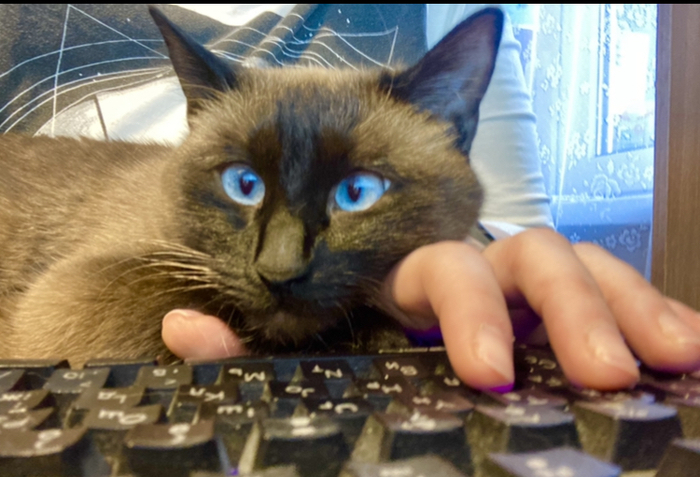 Кошка и коготь