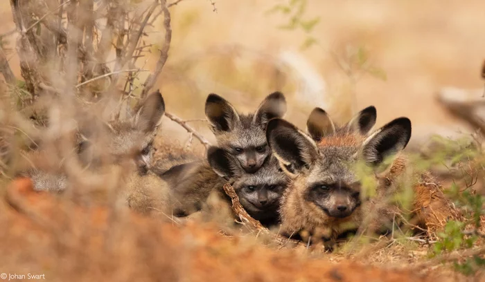 A family of big-eared foxes - Big-eared fox, Fox, Canines, Predatory animals, Wild animals, wildlife, National park, South Africa, The photo, Young, 