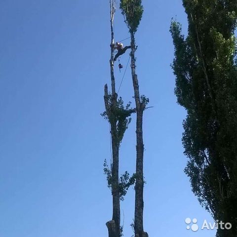 Ad on avito: cut down trees of any complexity))) - My, Saw, Tree, Leg-split, Gymnasts, Announcement, Humor, 
