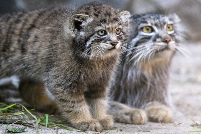 Гладь! Маму правой, меня левой