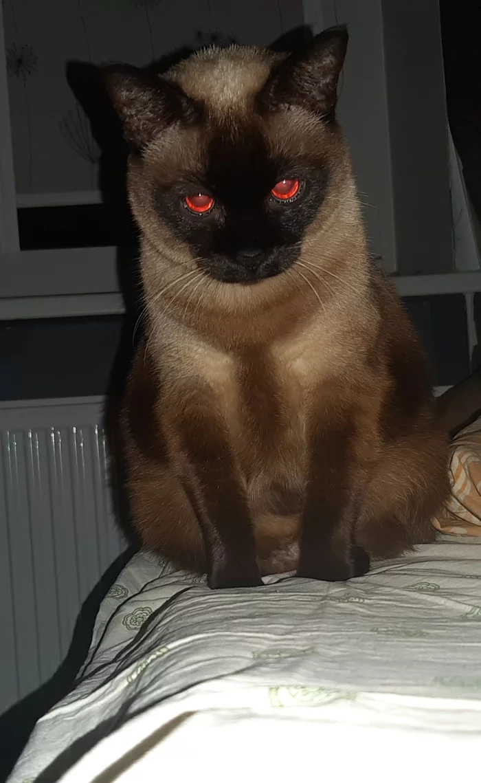 You fall asleep, fall asleep... - My, cat, Darkness, Red eyes, Sight, Night