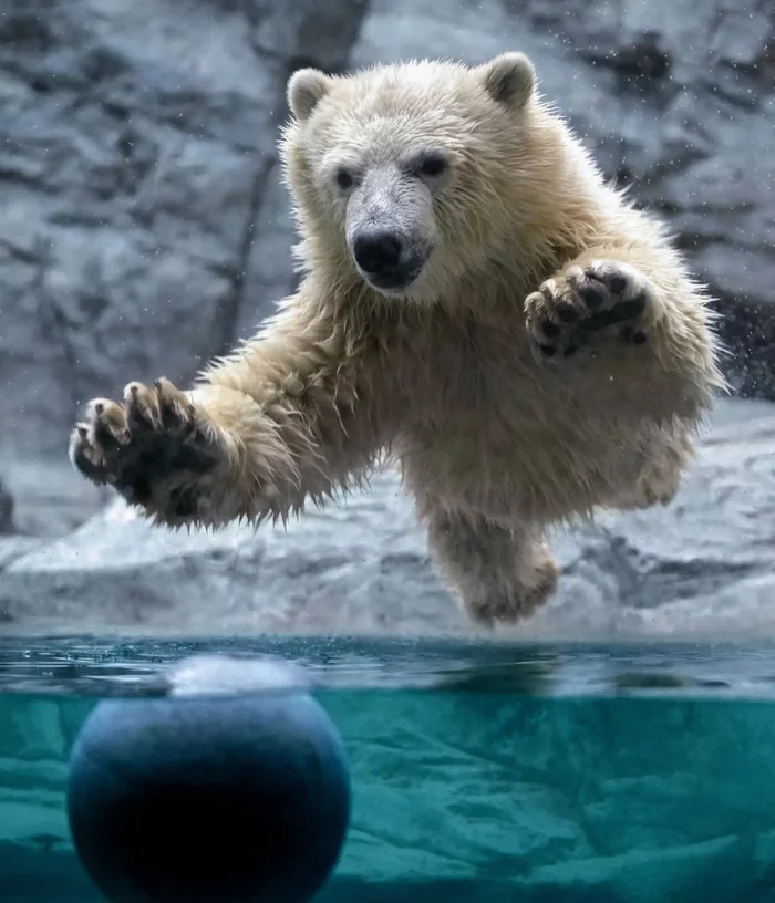 Flying Bear) - Wild animals, Rare view, Predatory animals, Japan, Yokohama, Yokohama, Zoo, The Bears, Polar bear, Bathing, Red Book, Interesting, Positive