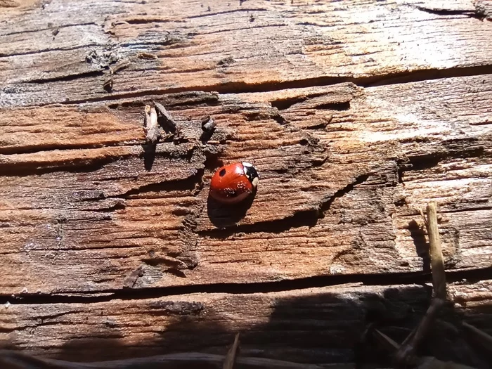 A Little Bit of Spring in the Ribbon - My, Mobile photography, Macro photography, Insects, Spring, The Awakening of Nature