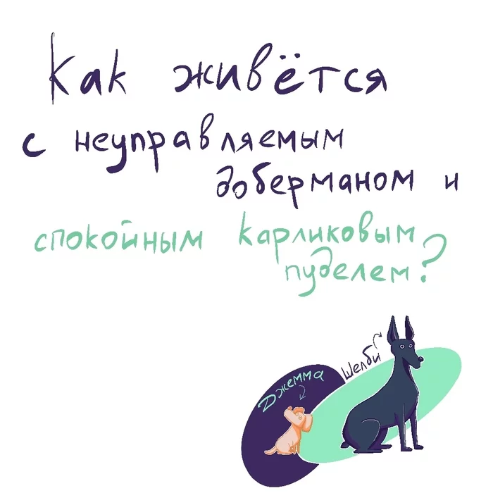 Как живётся с доберманом и пуделем? - Моё, Собака, Кинология, Груминг, Щенки, Заводчики, Доберман, Пудель, Длиннопост, 