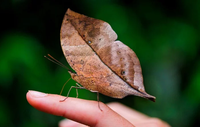 Callima: The butterfly has reached such heights in the art of camouflage that it has become indistinguishable from a rotten leaf and has conquered half of Asia - Butterfly, Callima, Insects, Animal book, Yandex., Disguise, Longpost, 