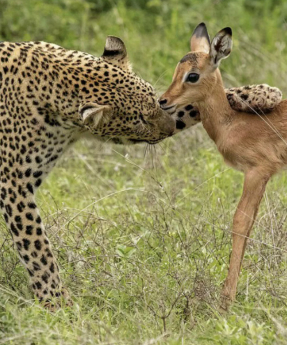 Мир животных