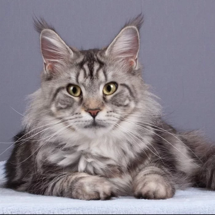 Meinkuny dar, Kharkov - cat, Request, I will give, In good hands, Kharkov, Help, No rating, Maine Coon, 