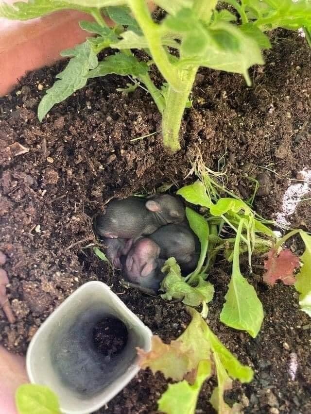 Семена кроликов