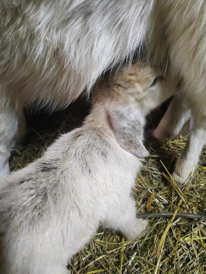 March 8. Goats congratulate in their own way) - My, A life, Goat, Kid, Animals, March 8, Longpost, 