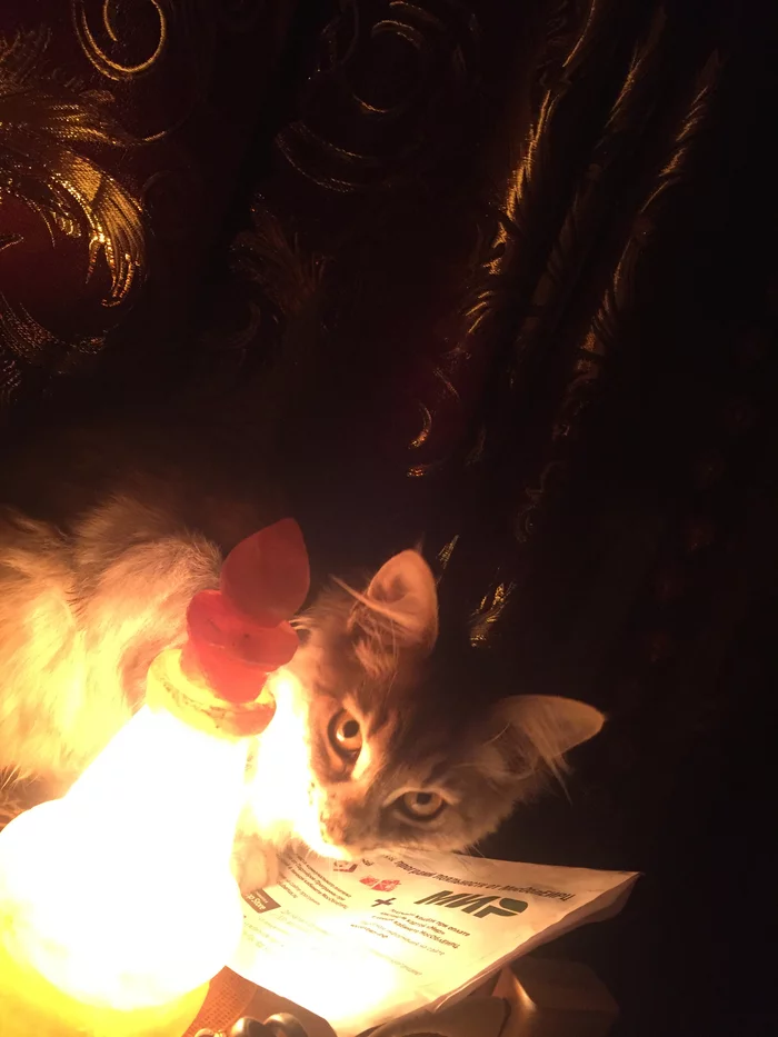 My cat lamp - My, cat, Лампа, 