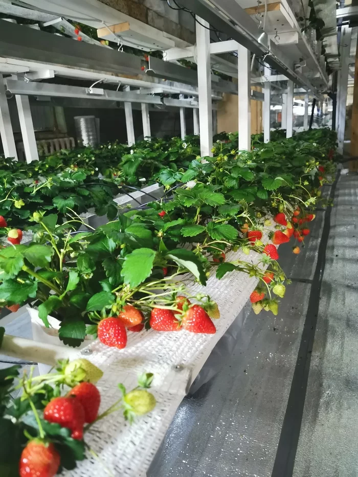 Difficulties and/or opportunities? - My, Strawberry (plant), With your own hands, Plants, Garden, Dacha, Business, Tyumen, Farm, Сельское хозяйство, Video, Longpost, Garden, Small business, Houseplants, Useful, Vertical video, 
