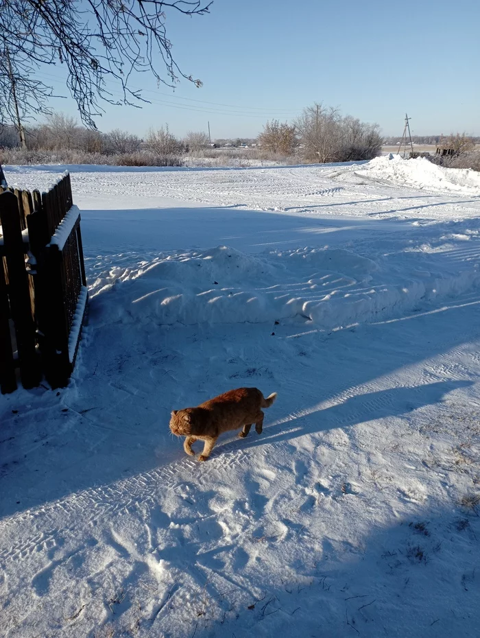 Village cats. Winter 2021-2022. Novosibirsk Oblast - My, cat, Village, Longpost, 