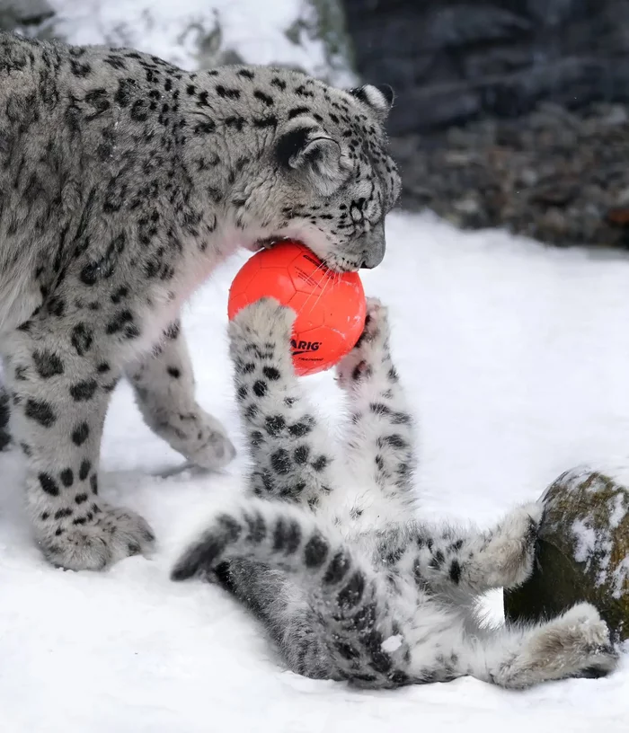 New toy for Barsik - Snow Leopard, Big cats, Cat family, Wild animals, Predatory animals, Fluffy, Positive, Rare view, Barsik, Red Book, Zoo, Hokkaido, Japan, Toys, Interesting, Longpost, 