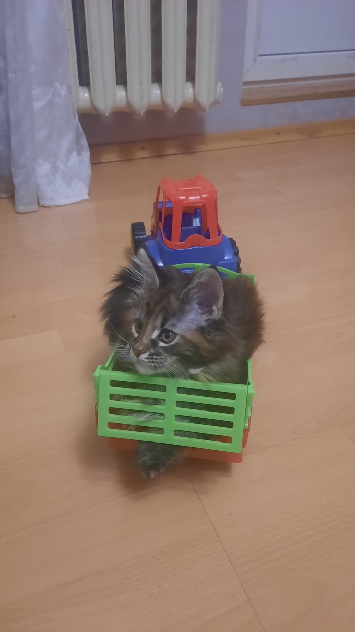 Василиса в прицепе