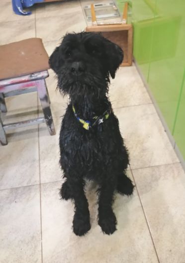 Continuation of the post Giant Schnauzer Archie from Vladikavkaz - My, In good hands, Dog, No rating, Pets, Schnauzers, Giant schnauzer, Stavropol region, Moscow, Saint Petersburg, Helping animals, Vertical video, Reply to post, Longpost