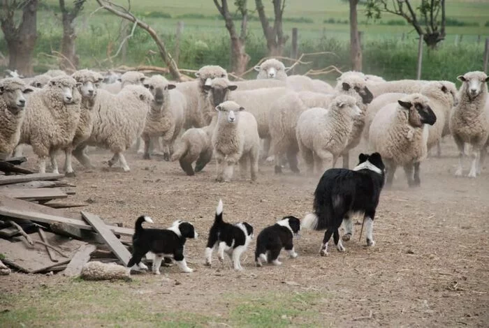 Children, and today there will be a practical lesson... - Dog, Border Collie, Herding dogs, Puppies, Milota, Sheeps, 