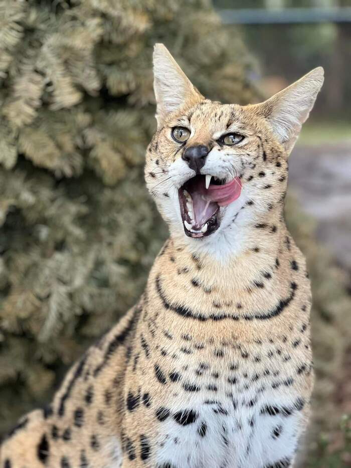 Сервал прочитал новости. Наверное)