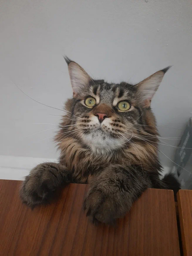 My cat - My, cat, Maine Coon, Longpost, 