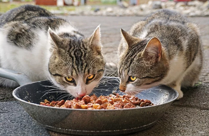 In the food for dogs and cats found traces of DNA of rare species of sharks - Animal feed, Compound, DNA, Rare view, Shark, Singapore, Research, Scientists, The national geographic, Deception, Bad faith, Longpost, cat, 