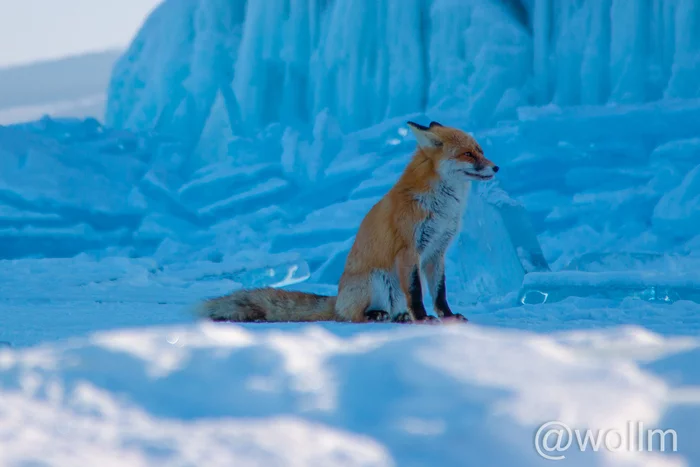 Baikal. February 2022. Part 2 - My, Baikal, Fox, wildlife, Travel across Russia, Travels, The photo, Longpost