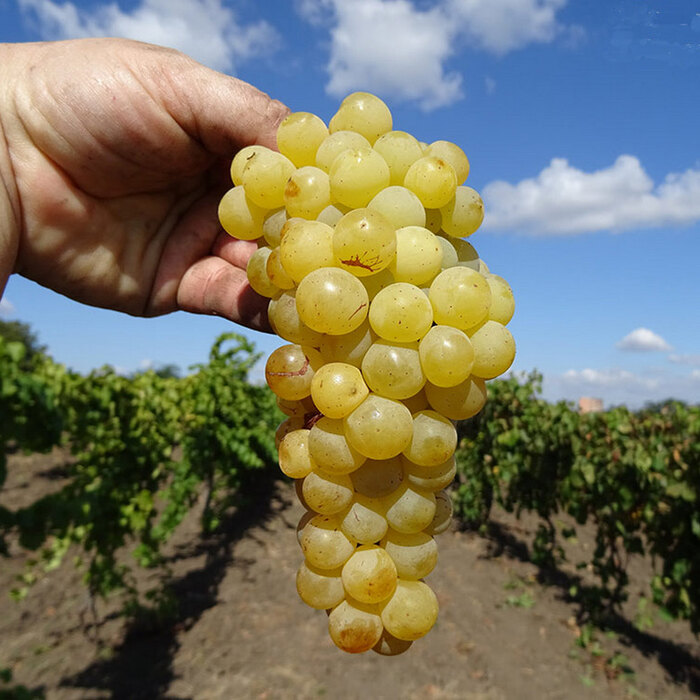 ������ ����