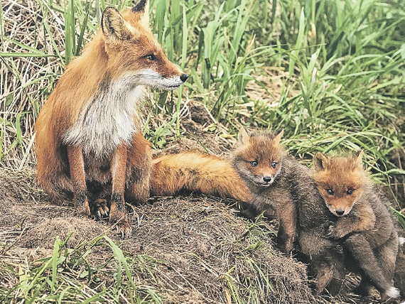 Favorite Ponytail - Fox, Fox cubs, Milota, beauty of nature, wildlife, Wild animals, Kamchatka, Kronotsky Reserve, The photo, Shpilenok, 