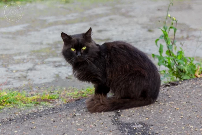 В Коломне много котеек - Моё, Кот, Коломна, Путешествия, Путешествие по России, Фотография, Длиннопост, 