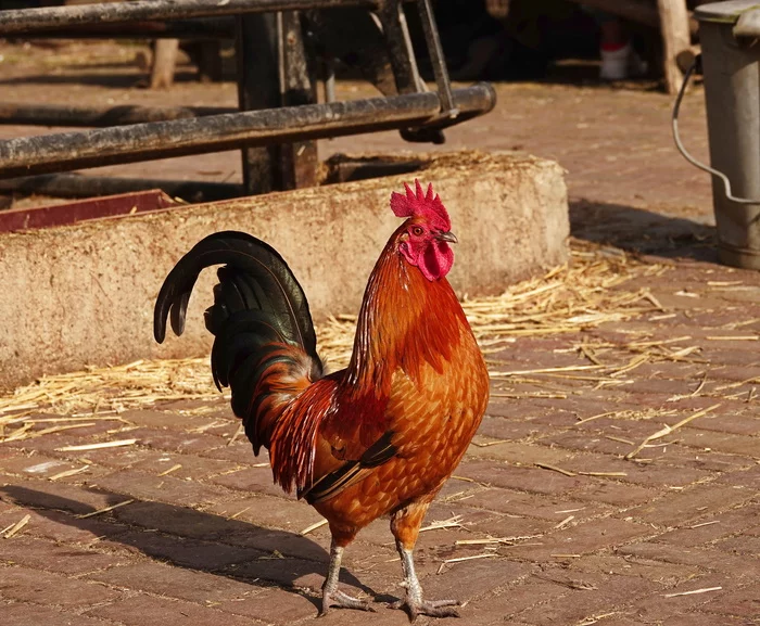 The first guy in the village... - My, Netherlands (Holland), Nature, The photo, Birds, Rooster, 