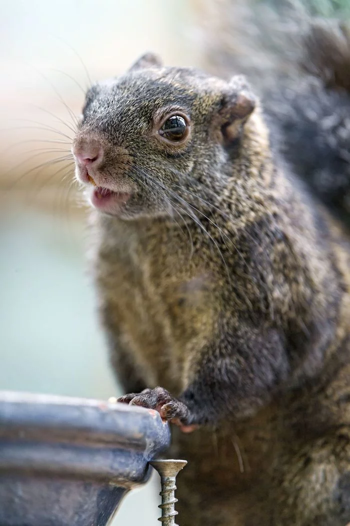 Squirrels - Squirrel, Rodents, Wild animals, Zoo, The photo, Longpost, 