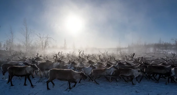 Morozny Yamal - YaNAO, Yamal, Deer, The photo, 