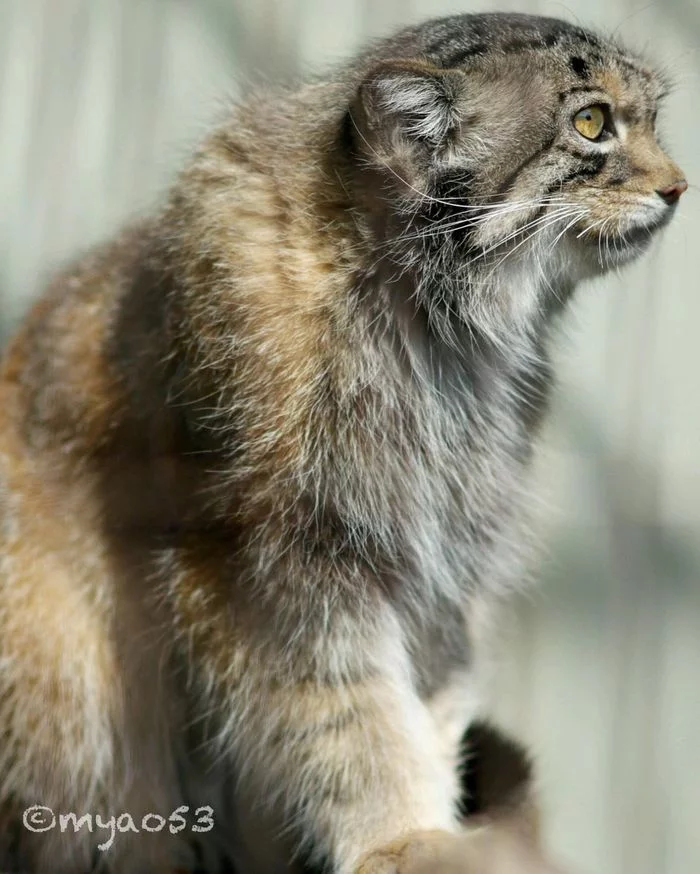 Manul noticed someone - Fluffy, Cat family, Wild animals, Rare view, Predatory animals, Small cats, Pallas' cat, Pet the cat, Japan, Zoo, Red Book, 