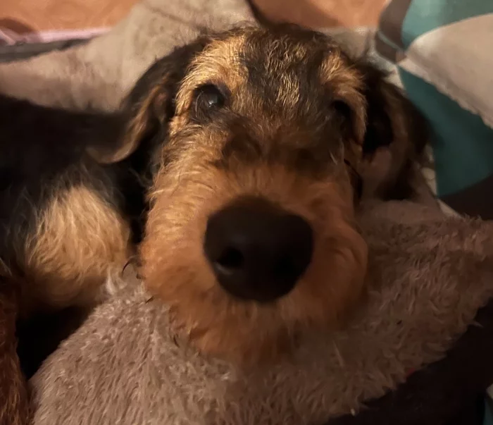 Our little Erdel - Airedale Terrier, Puppies, Dog, Pets, 