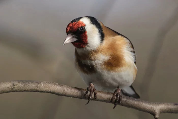 Reflections on Spring - Goldfinch, Family finchidae, Passeriformes, Birds, The photo, The national geographic, 