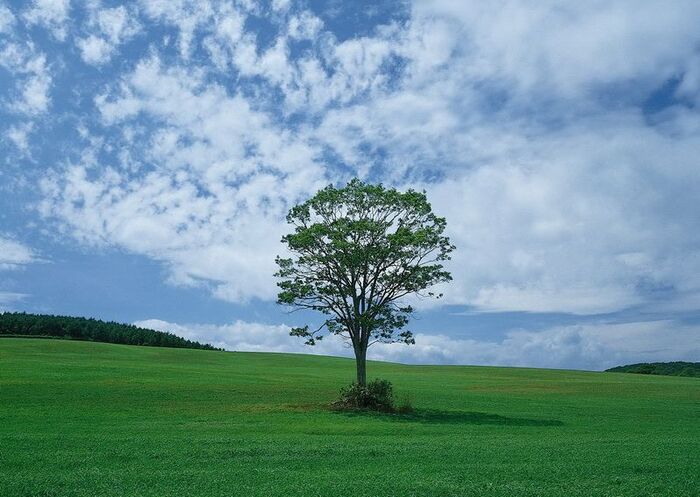 Response to the post Perfect Sesame Bun - My, Humor, The photo, Tree, Field, Forest-steppe, Reply to post, 