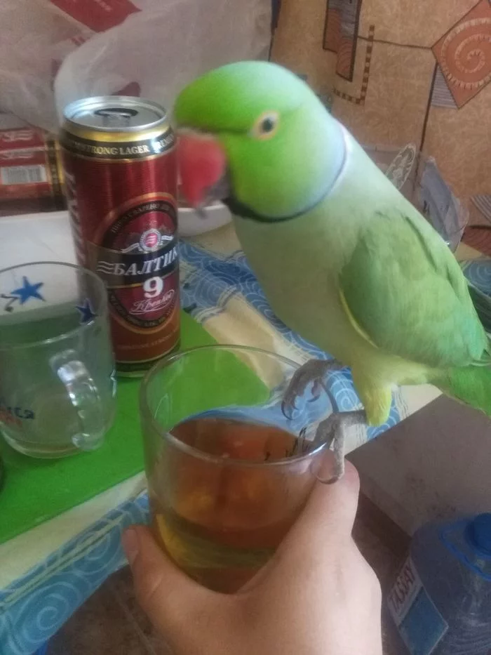 There was a time... - My, Beer, A parrot, friendship, Longpost, Death, Negative, 