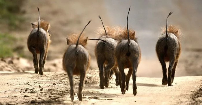 Ponytails - Warthog, Piglets, Artiodactyls, Wild animals, wildlife, Africa, The photo, Tail, 