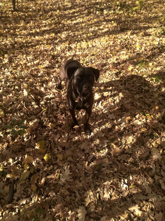 Autumn 2021 - My, Pitbull, Autumn, Forest, Nature, The photo, Longpost