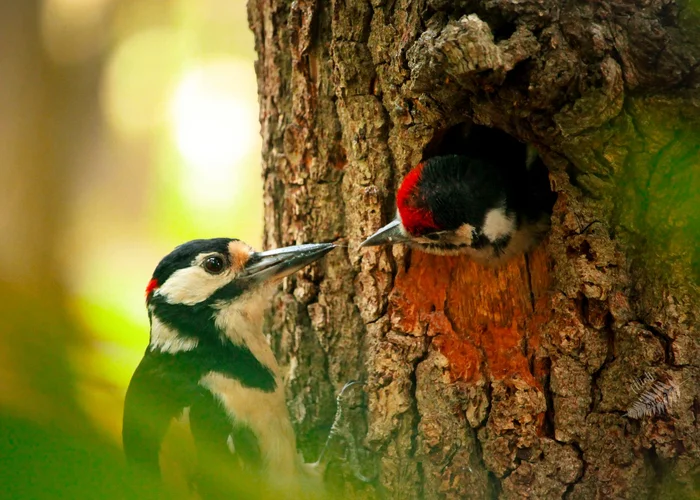 Parental care - Great spotted woodpecker, Chick, Feeding, Birds, wildlife, Milota, The national geographic, The photo, beauty of nature