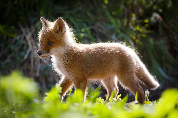 Forest sun - Fox cubs, Kamchatka, Wild animals, wildlife, beauty of nature, Milota, Fox, The national geographic, The photo, Photographer Denis Budkov, 