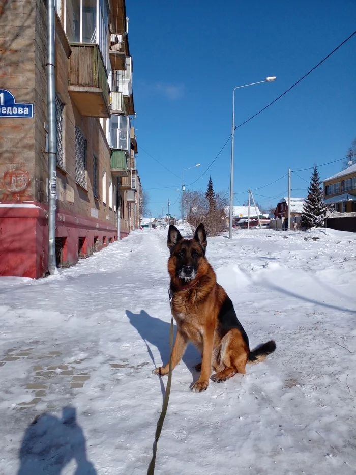 Rain can't last forever - My, Dog, German Shepherd, Walk, Pets, Winter, Yandex Zen, Longpost, 