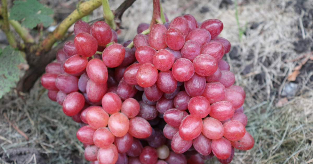 Виноград купить ростов. Виноград плодовый Преображение (c3). Паломино фино сорт винограда.