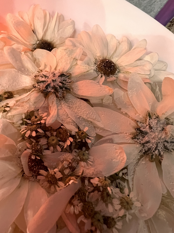 Сушка цветов