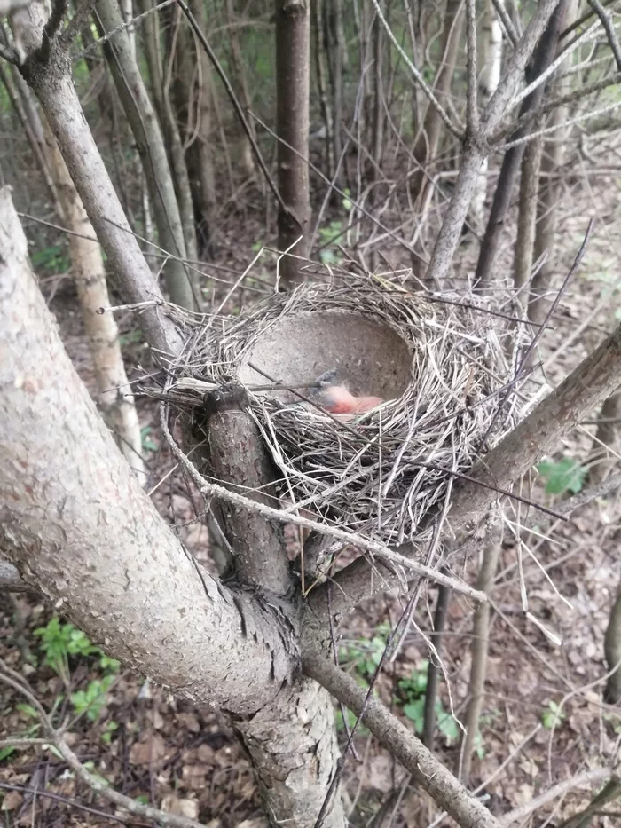Response to the post What to do if you found a chick in the spring on the ground? Detailed instructions from a specialist» - , Longpost, Reply to post, Eggs, Nest, Forest, Lumberjack, cat, Animal book, Birds, Chick, My