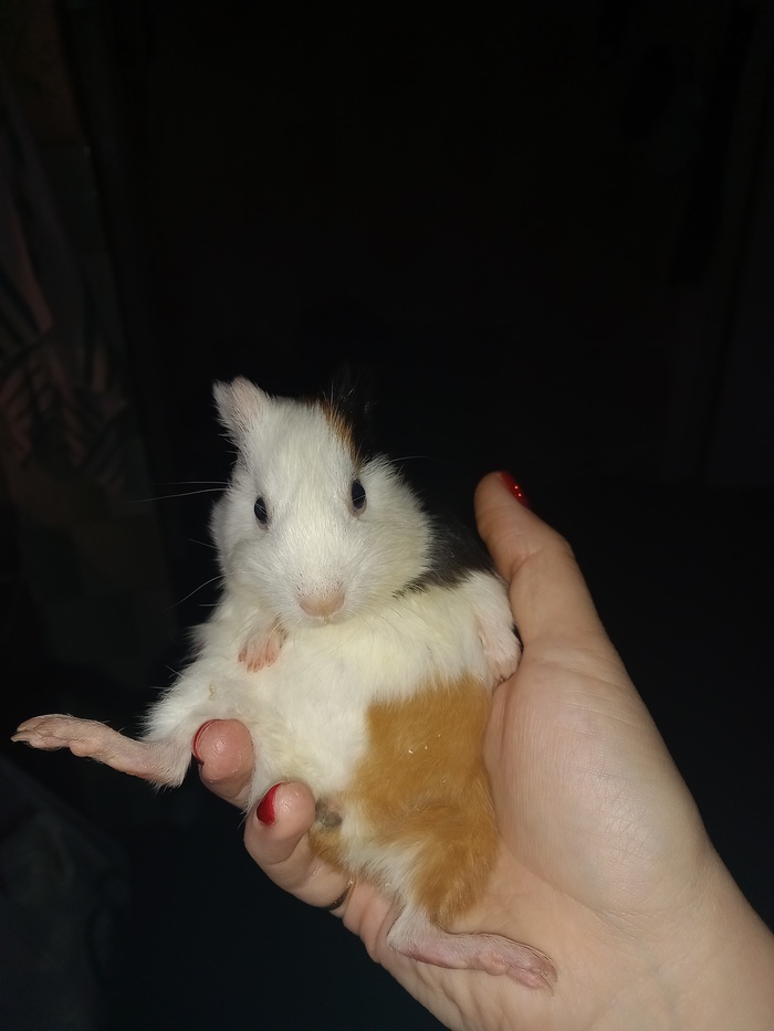   )  , , , , 