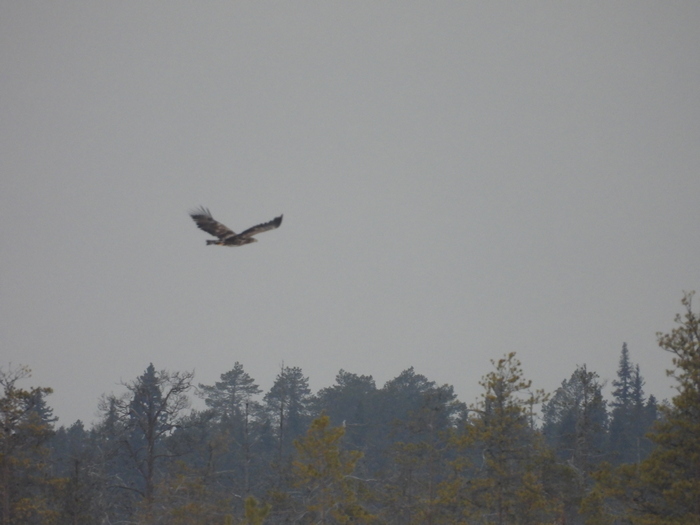 In Onega Pomerania, new osprey nests and habitats of the white-tailed eagle were discovered - Eco-city, Media and press, Nature, Ecology, Animal protection, Longpost