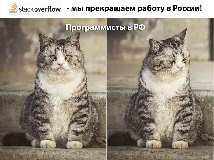 Stack overflow - Моё, Программирование, Санкции, IT, IT юмор, Кот, 